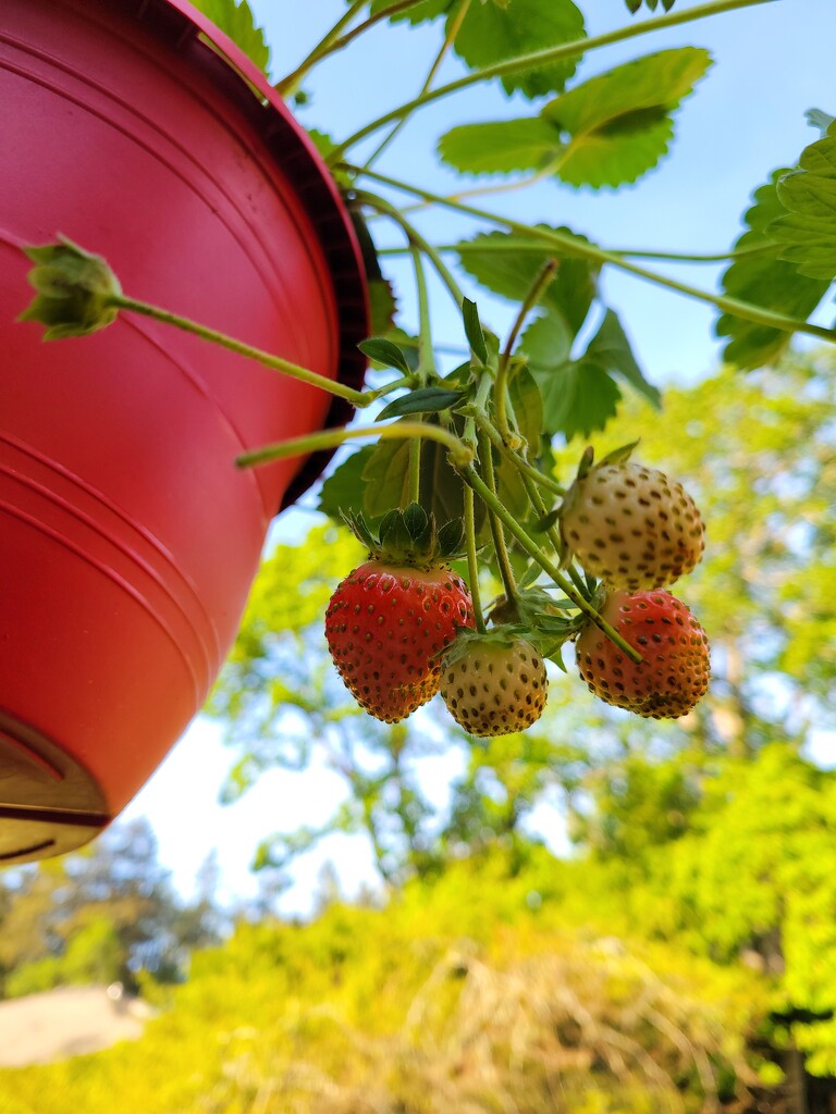 Strawberries by kimmer50