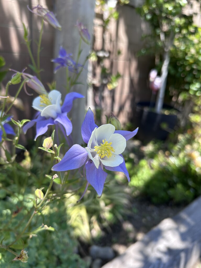 Columbine by loweygrace