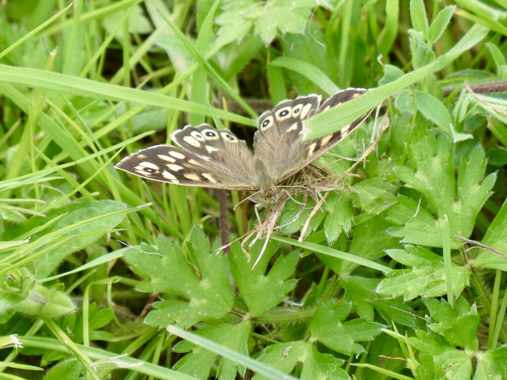 Speckled Wood by orchid99