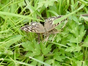 8th May 2026 - Speckled Wood