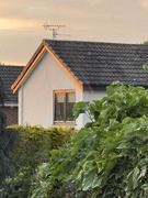 7th May 2026 - 'Gold' edged roof at sunset