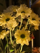 8th May 2026 - Chrysanthemum lit from below