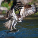 Osprey of the Rappahannock by photographycrazy