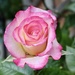 Peach Melba Rose by jeremyccc