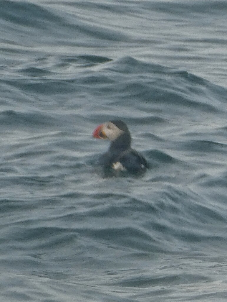 Puffin!!! by 30pics4jackiesdiamond