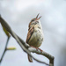 Our Singing Carolina Wren by berelaxed