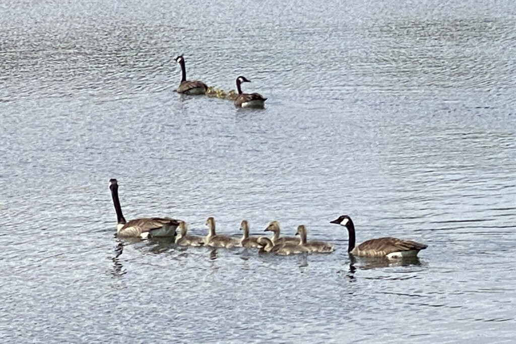 Two families of geese at the park by tunia