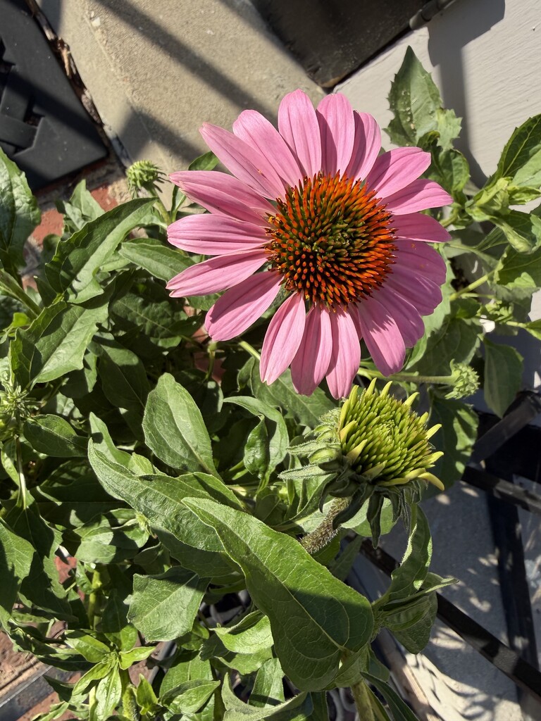 Beginning to Bloom by allie912
