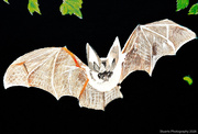 9th May 2026 - Long eared bat (acrylic painting)