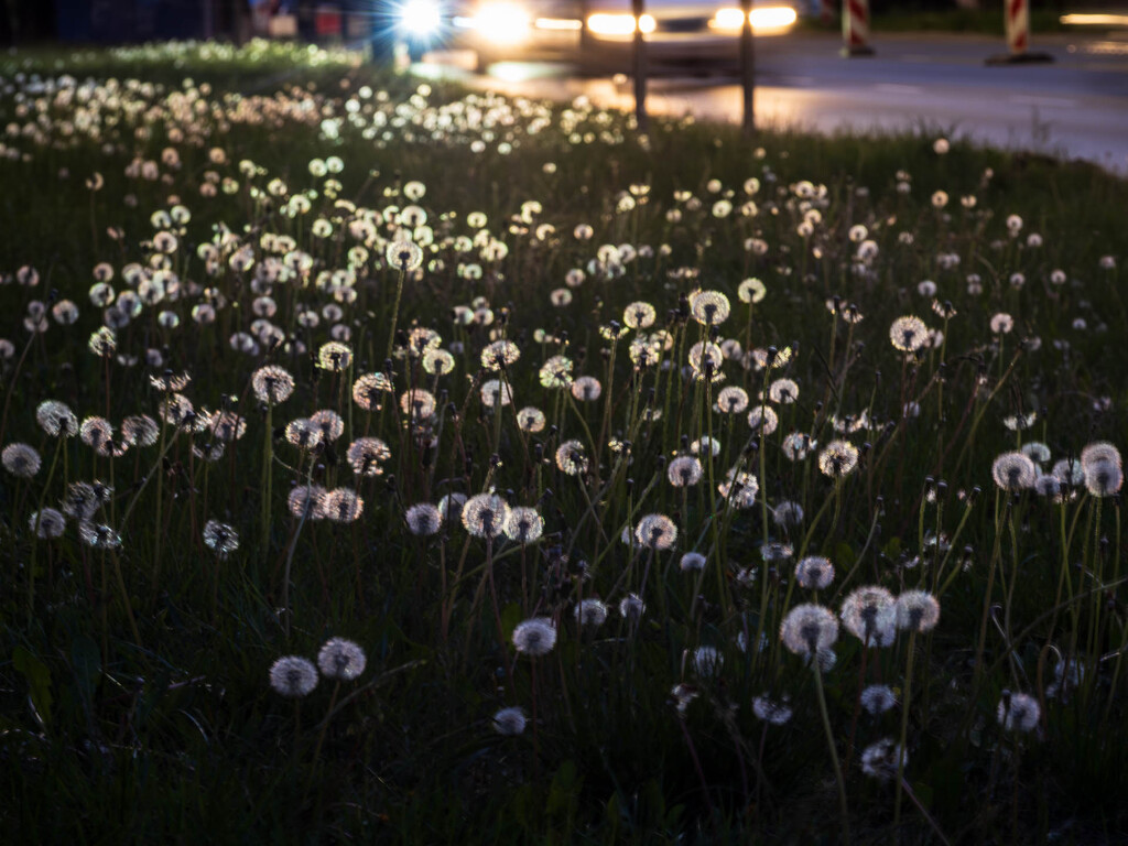 White pompoms by haskar