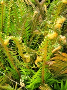 9th May 2026 - Nature Abstracts
