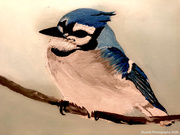 10th May 2026 - Blue jay (acrylic painting)