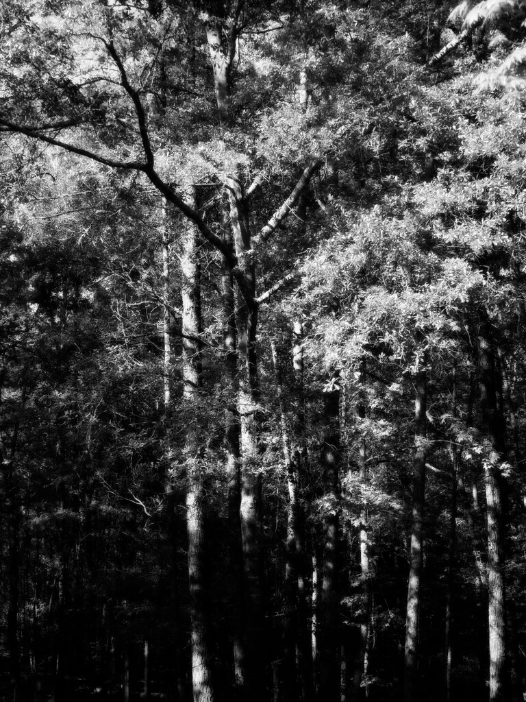 In the deep shadows... by marlboromaam