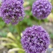 Floral balls by lizgooster