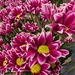 Chrysanthemum  by zilli