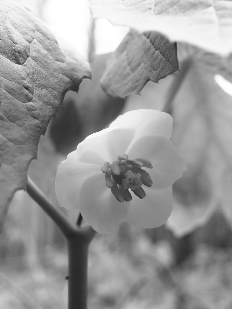 Hi, Beautiful! by juliedduncan