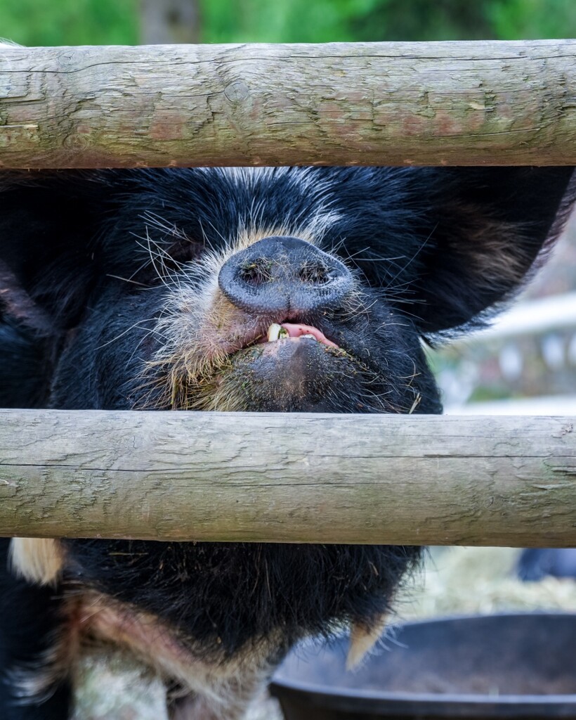 A Face Only a Mother Could Love #2 by cdcook48
