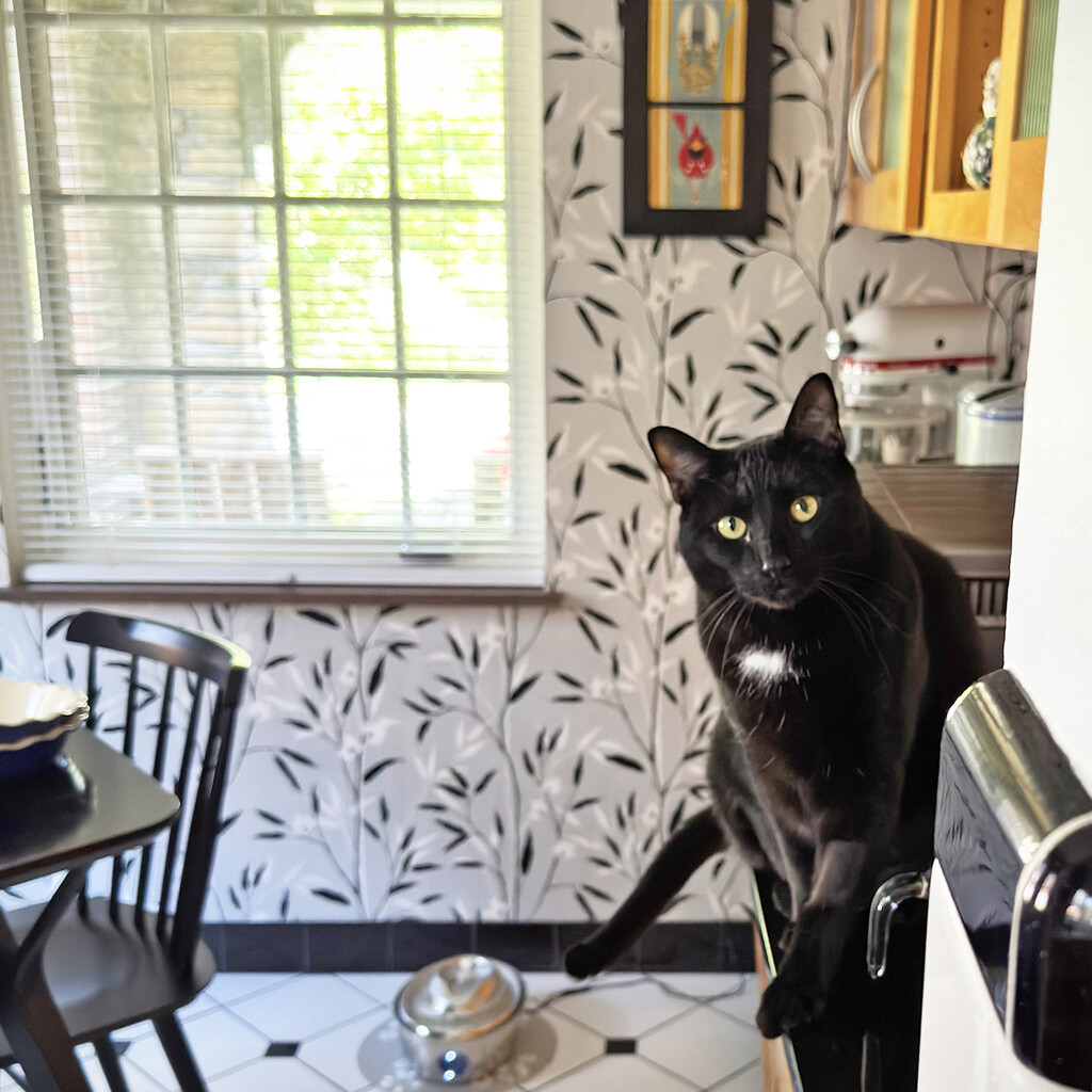 Is Jack Supposed To Be On The Kitchen Counter? by yogiw