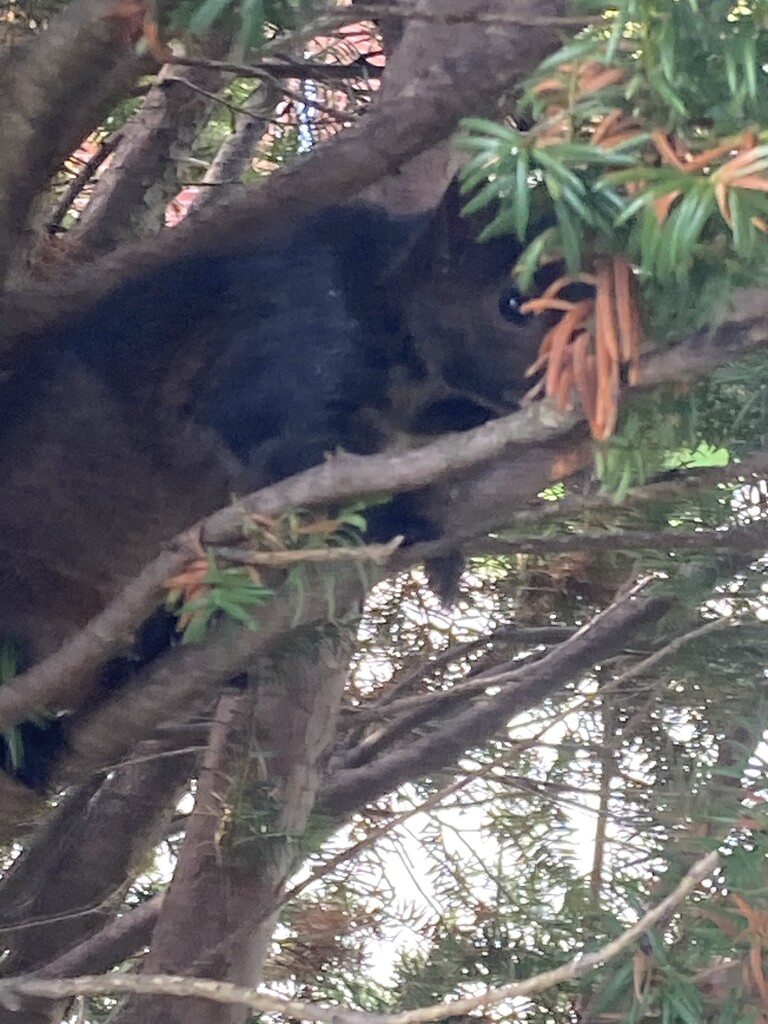 Squirrel in a Tree by spanishliz