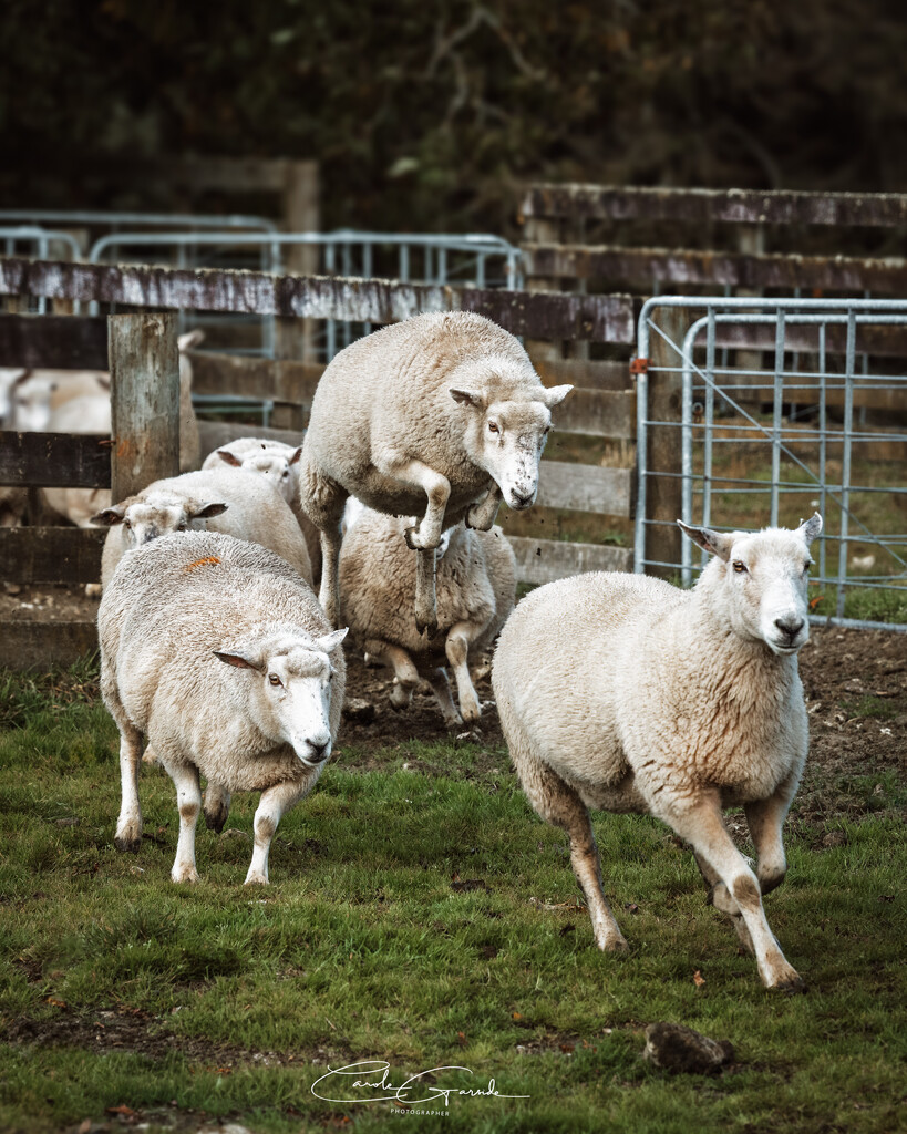 The Leap of Ewe by yorkshirekiwi