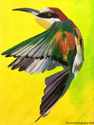 11th May 2026 - European bee-eater