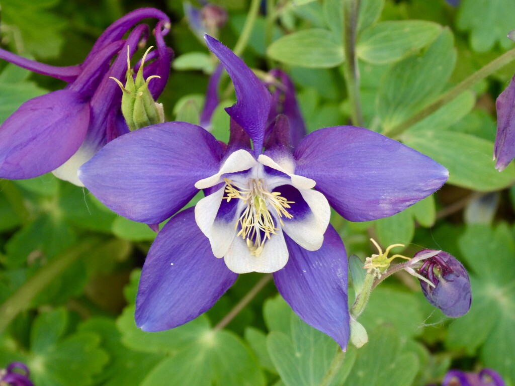 Flourishing Aquilegia.  by orchid99