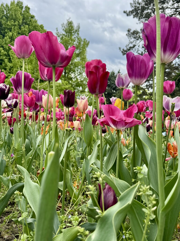 A forest of tulips.  by cocobella