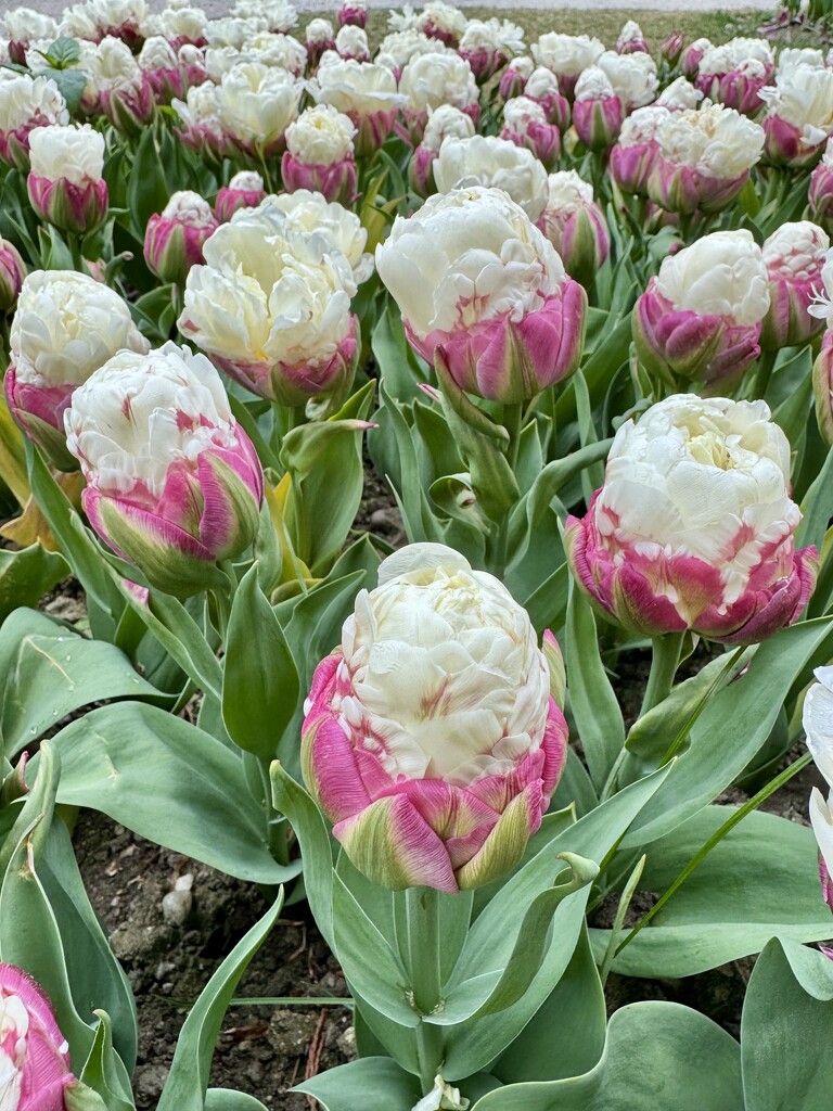 Ice cream tulips.  by cocobella