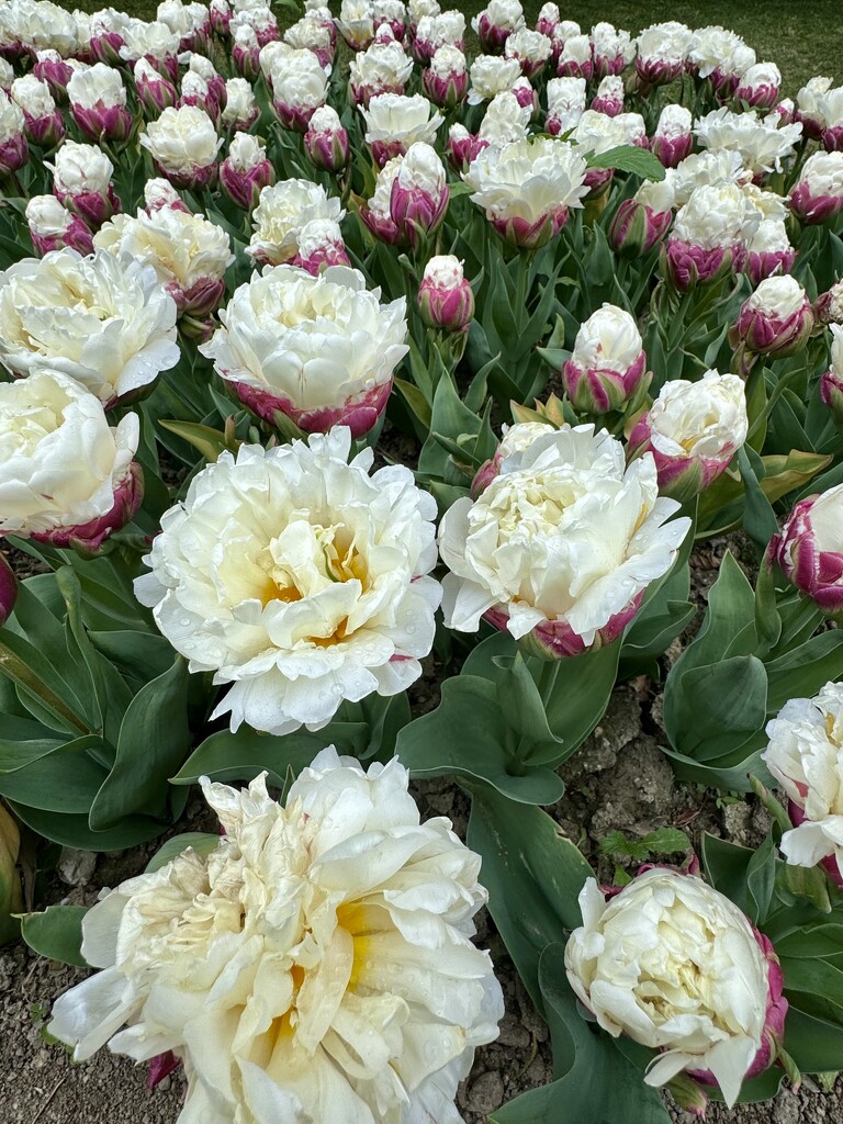 Ice cream tulips opened.  by cocobella