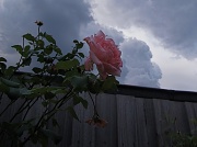 10th Feb 2011 - Cloudy rose