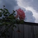 Cloudy rose by alia_801