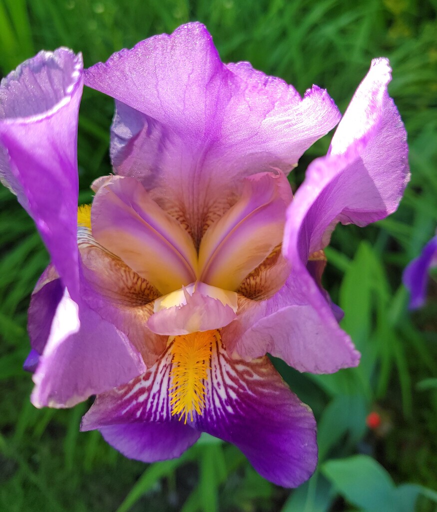 Iris by kimmer50