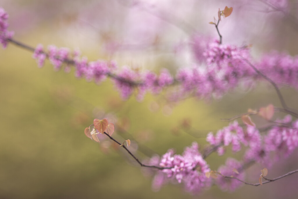 blossoms giving way to leaves by jackies365