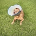Coney Hot Dog!