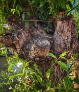 9th May 2026 - Why is the unhinged Tree-Sloth looking at me like that? - Maarssen