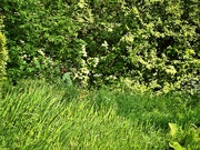 10th May 2026 - The Verge of Vanishing