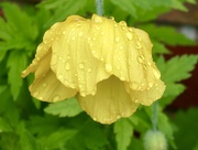 12th May 2026 - Soppy Poppy