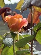 11th May 2026 - Raindrops on roses ......