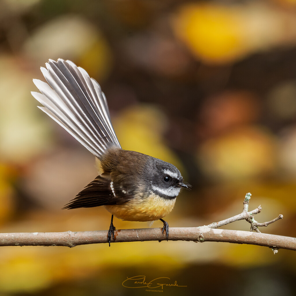 Fantail in autumn by yorkshirekiwi
