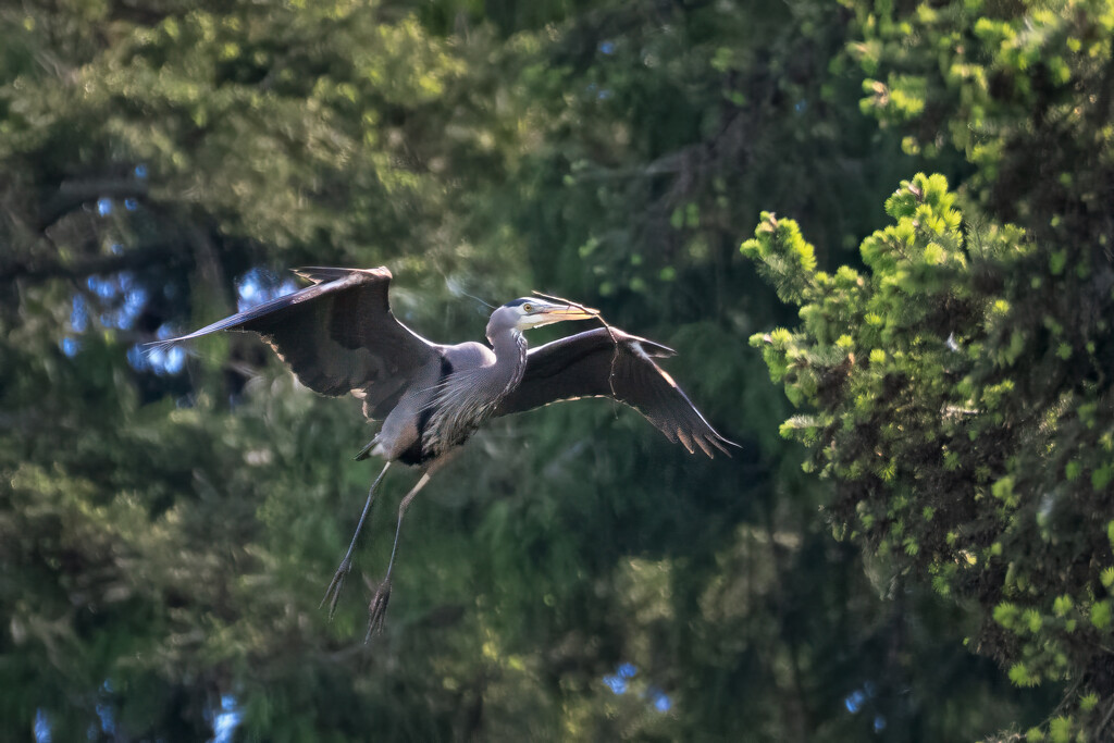 Building the nest... by cdcook48