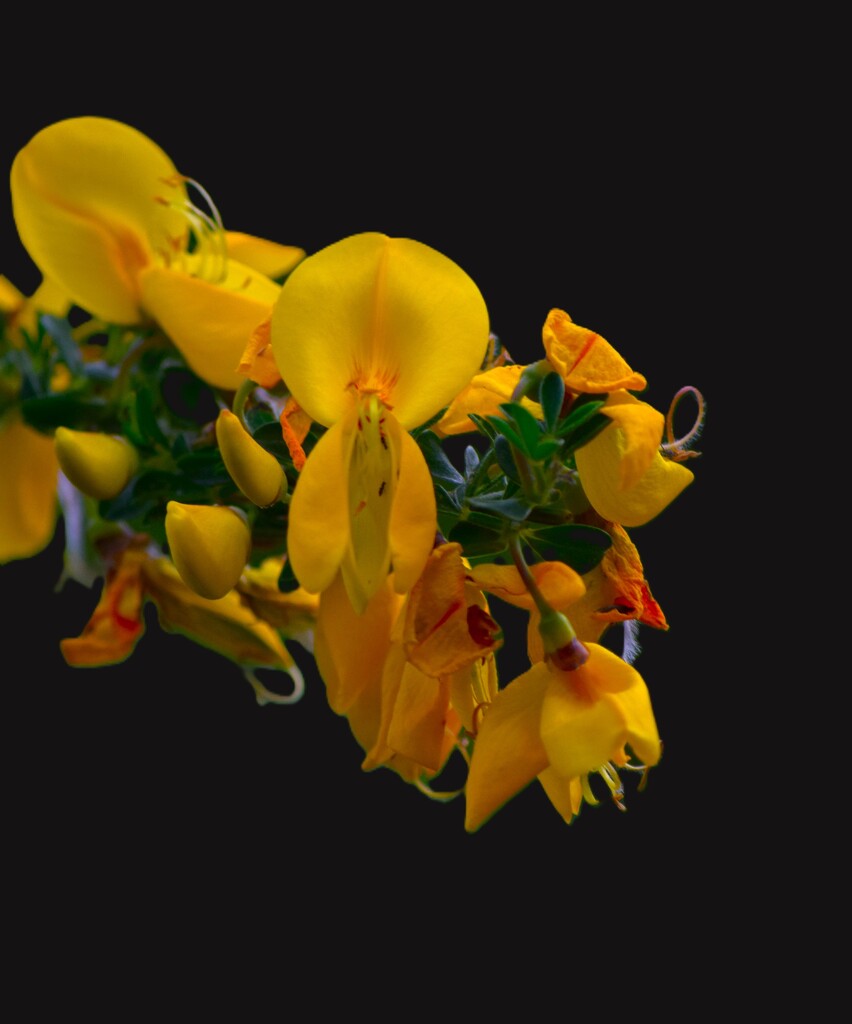 Scotch Broom on Black by richyoung