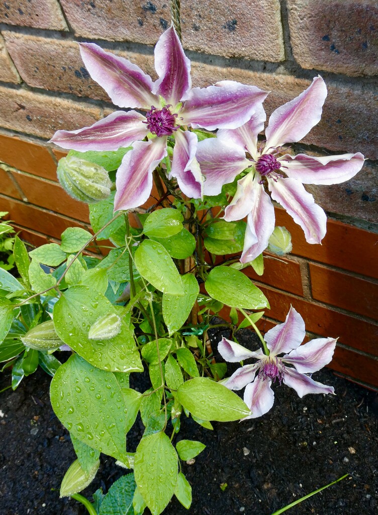 Refreshed clematis. by orchid99