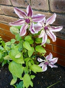 13th May 2026 - Refreshed clematis.