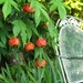 Chinese Lantern