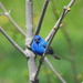Indigo Bunting