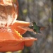 Hummingbirds are Back!