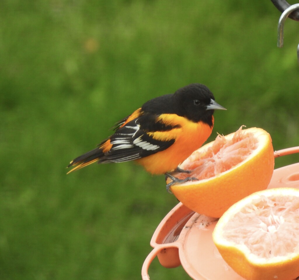 Baltimore Orioles are Back! by frantackaberry