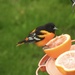 Baltimore Orioles are Back!