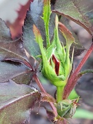13th May 2026 - Pollen-covered Rosebuds