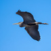 Into the Wild Blue Yonder